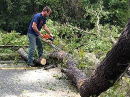 Best Arborist Consultation Services  in Brook Highland, AL